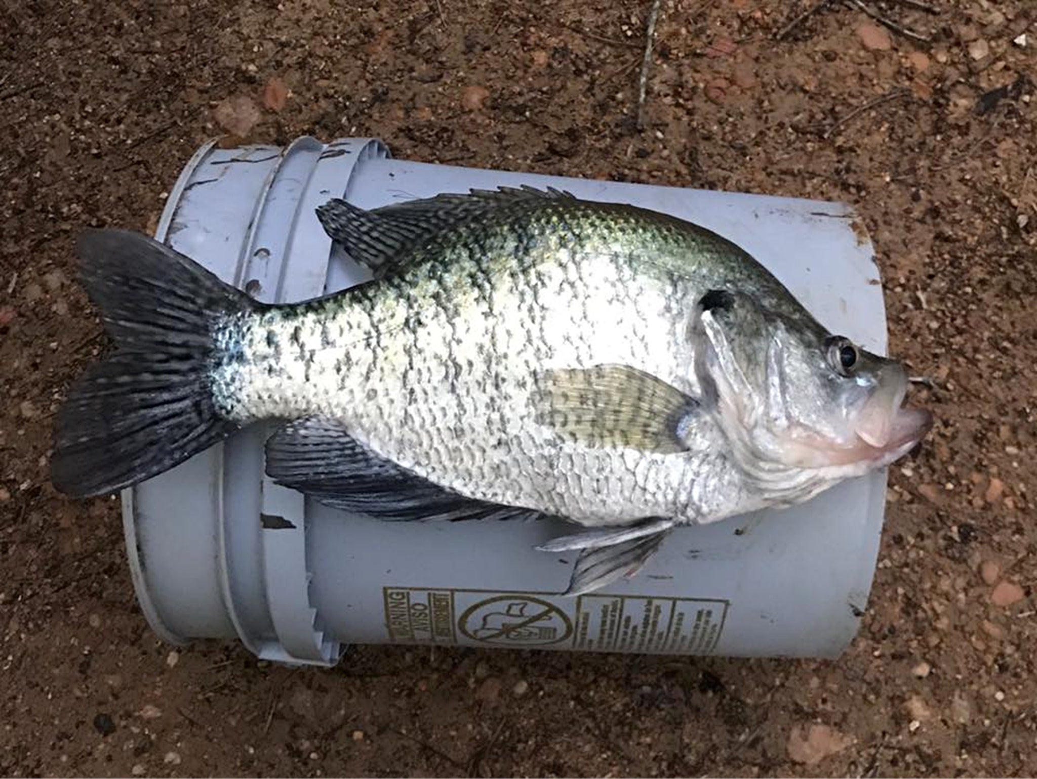 Crappie Fishing Through the Spawn