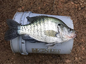 Pre-Spawn Crappie Fishing Tips from The B’n’M Pros