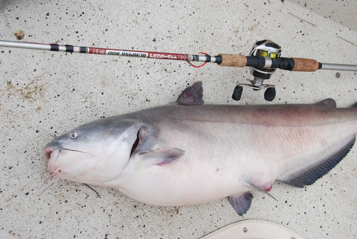 Best Catfish Rods by Technique and Type of Fishing