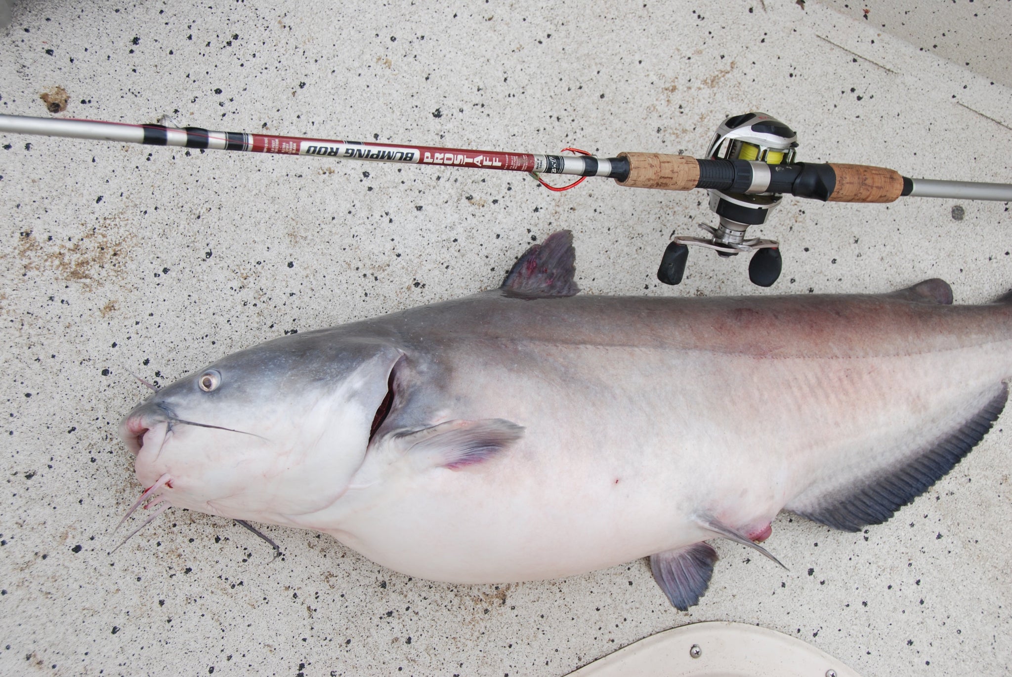 Best Catfish Rods by Technique and Type of Fishing